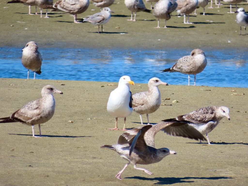 Western Gull｜西美鸥 图鉴照片