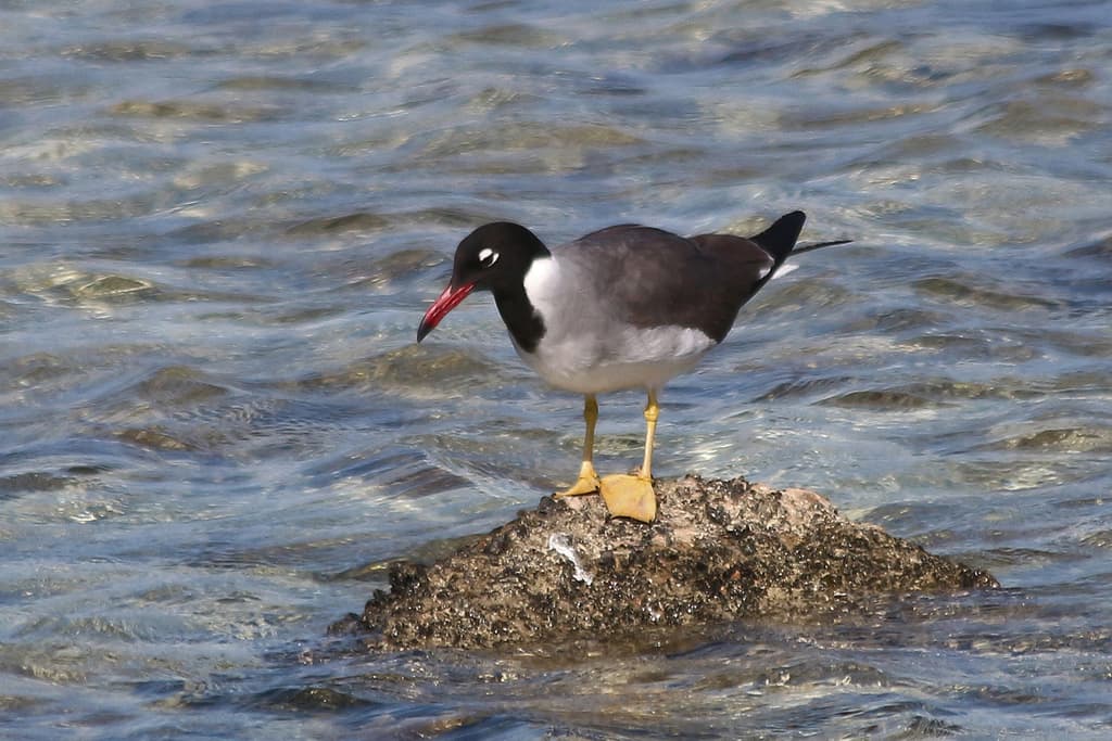 White-eyed Gull｜白眼鸥 图鉴照片