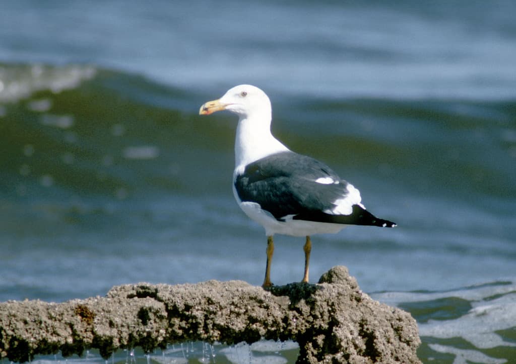 Yellow-footed Gull｜黄脚鸥 图鉴照片