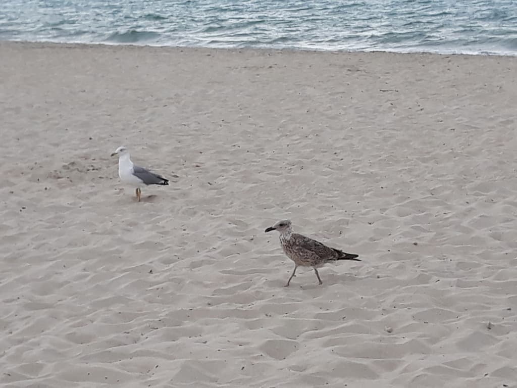 Yellow-legged Gull｜黄腿银鸥 图鉴照片