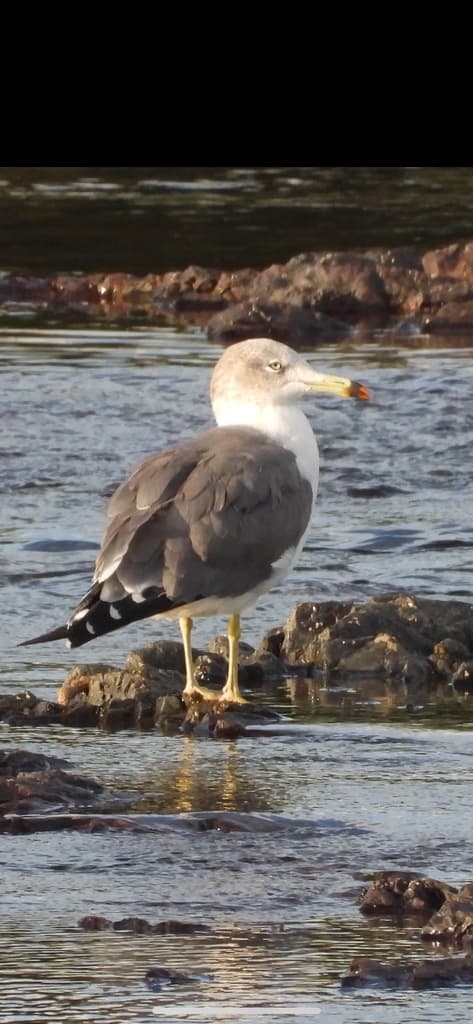 Black-tailed Gull|黑尾鸥 图鉴照片