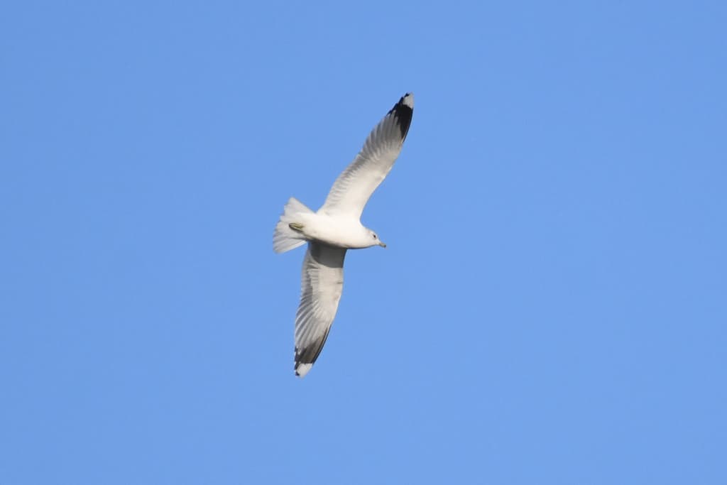 Common Gull / Mew Gull|普通海鸥 图鉴照片