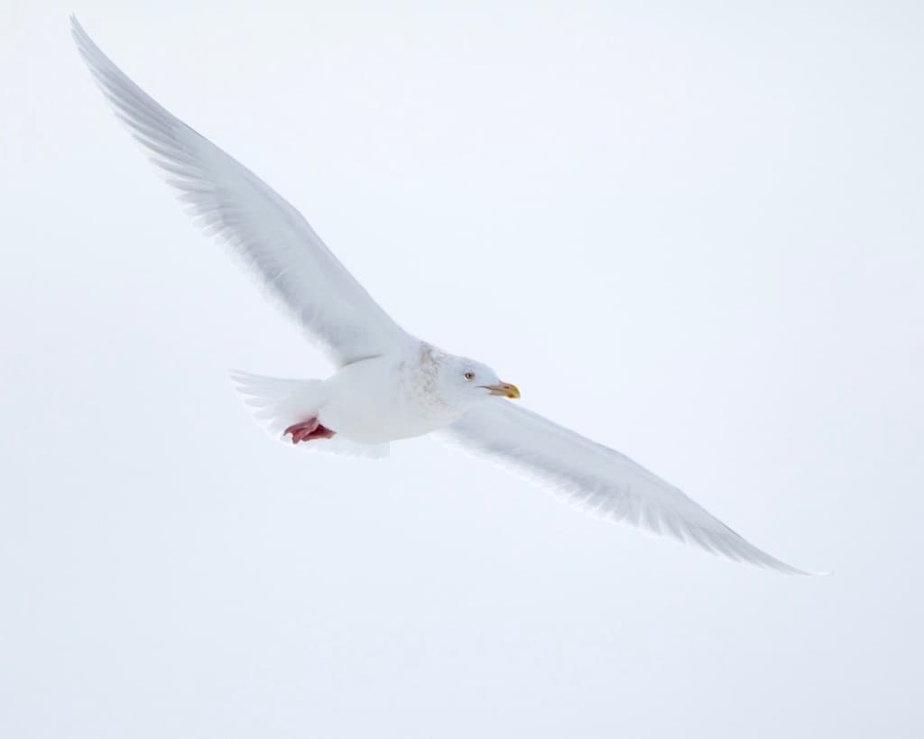 Glaucous Gull|白翅银鸥 图鉴照片