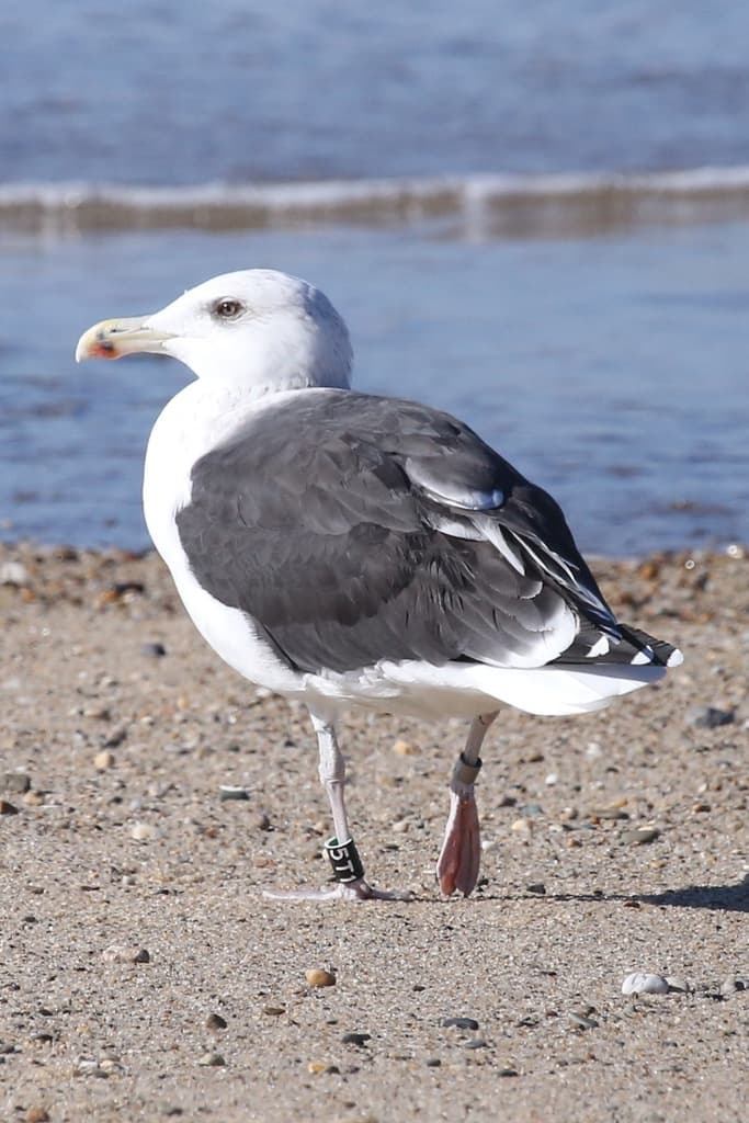 Great Black-backed Gull|大黑背鸥 图鉴照片