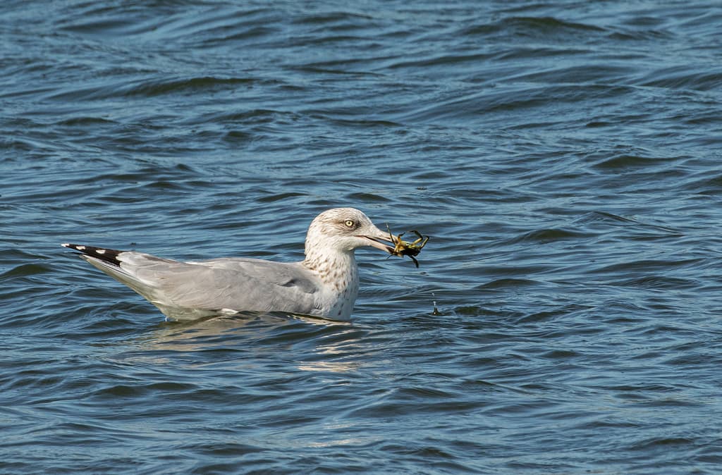 Herring Gull|银鸥 图鉴照片