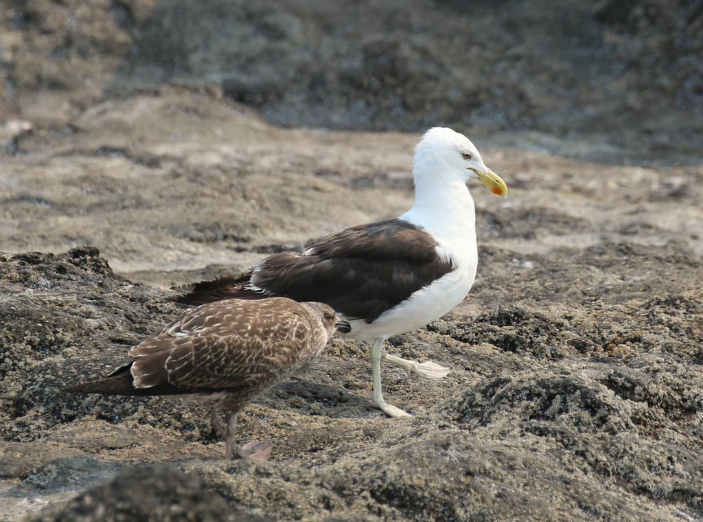 Kelp Gull|海带鸥 图鉴照片