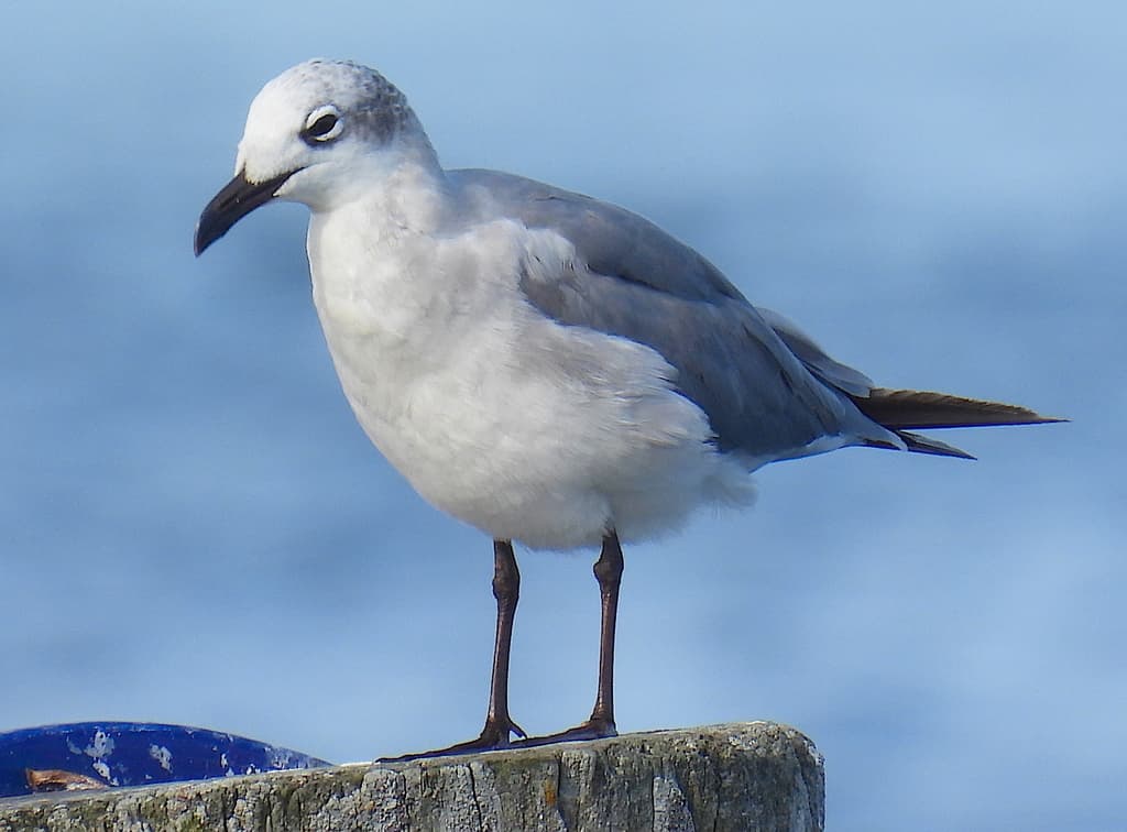 Laughing Gull|笑鸥 图鉴照片