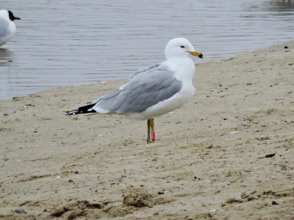 Ring-billed Gull|环嘴鸥 图鉴照片