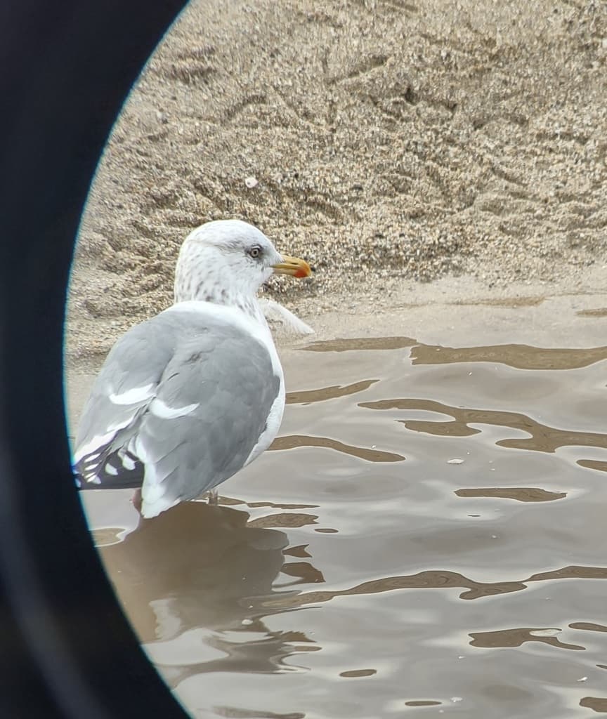 Vega Gull|织女银鸥 / 西伯利亚银鸥 图鉴照片